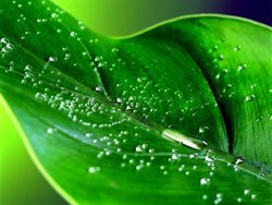 naturaleza-300x225.jpg