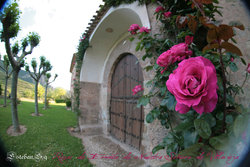 Rosas ermita.jpg