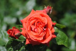 DSC_0074.jpg