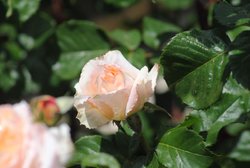 DSC_0073.jpg