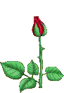 rose.gif