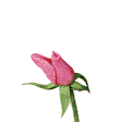 rosasrosadas1.gif