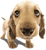 55860perro[1].gif