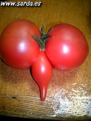un-tomate-raro-raro.jpg
