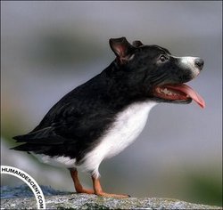 graciosa1.jpg