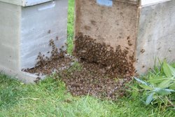 IMG_0320.jpg