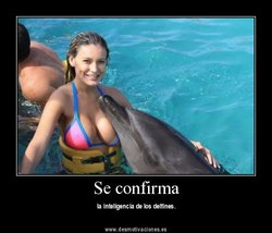 Delfines.jpg