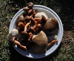 DSC_0125.jpg