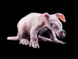 cerdo-hormiguero-1.jpg