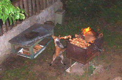 animales-comer-comiendo-perro-barbacoa[1].jpg