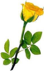 rosa-amarilla.jpg