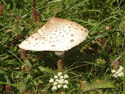 apagallum2005 070.jpg