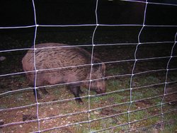 Cazorla 020.jpg