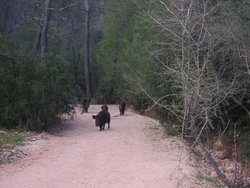 Cazorla 058.jpg