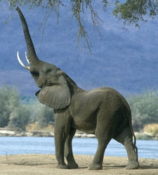 Elefante bebe.jpg