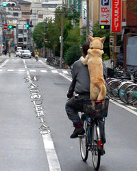 Perro en Bici Masqueliao.jpg