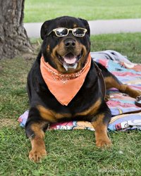 xRottweiler-9.jpg.pagespeed.ic.9WeqCpcbzB.jpg