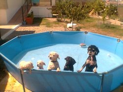 piscinas-para-perros2.jpg