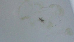 DSC_0724.jpg DSC_0724.jpg