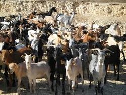 cabras.jpg