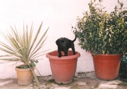 runi en la maceta 001.jpg