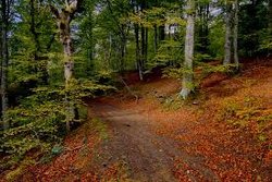 selva irati 1.jpg selva irati 1.jpg