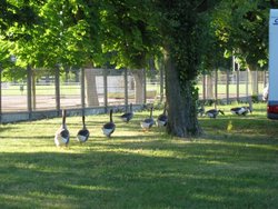 IMG_1753 camping de maison laffite.jpg