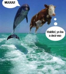 delfin-vaca1[1].jpg