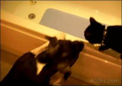 Dog-pushes-cat-into-bath.jpg