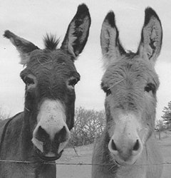 2-burros.jpg