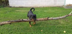 Perros Vascos.jpg