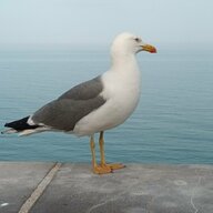conchi caracola de mar