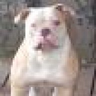 SABINO