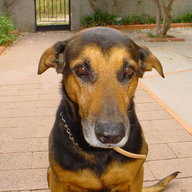 Cocogolfo