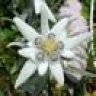 EDELWEISS