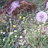 Maryflower