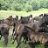 Asturcones
