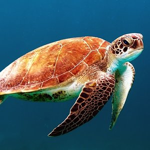 turtle-863336_960_720.jpg